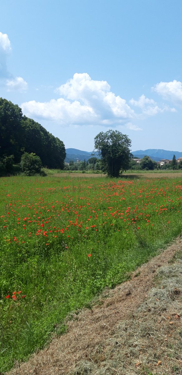 Attraversare un Monet...