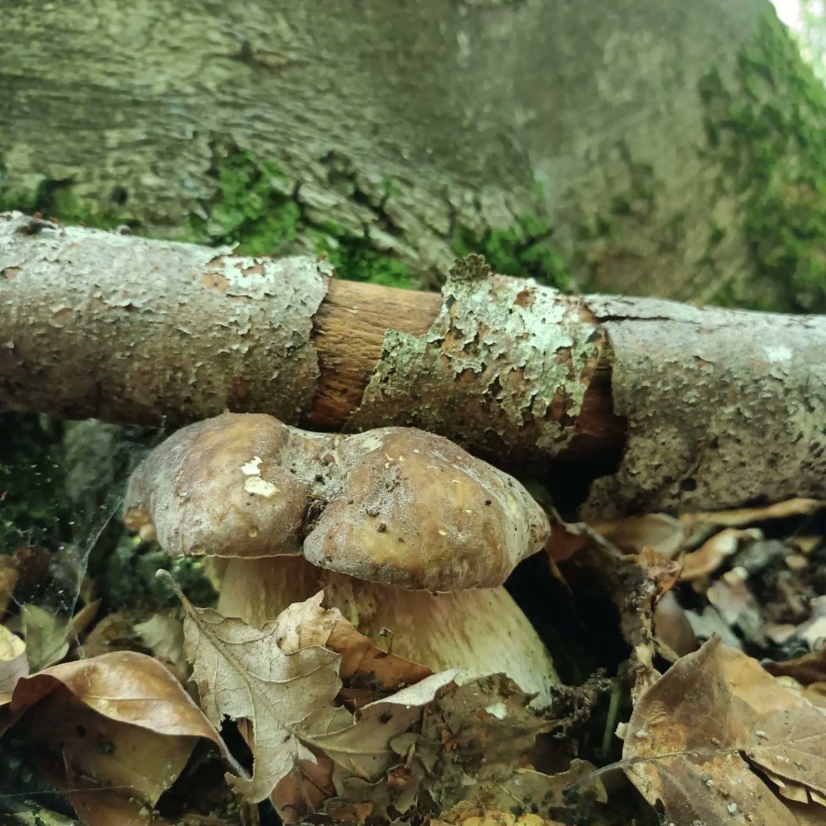 pazdek's tweet photo. Il regno dei funghi.
#Abruzzo #Funghi #Porcini #Boletus #Boletusaestivalis #Porcino #Mushroom #Bosco #Mattina #24giugno #SanGiovanni #Natura #Intothewild https://t.co/tplaM9ZBGn