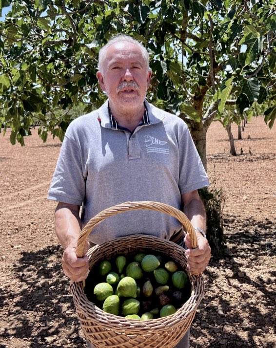 JCCapel's tweet image. Temporada de higos. Un paseo apasionante por el parque #sontmutnou en Mallorca con más higueras (1.486 variedades) del mundo. Visita guiada 5€. Su tienda con mermeladas, mostazas, panes y vinagres de higo un destino singular para gourmets y cocineros.  elpais.com/gastronomia/ga…