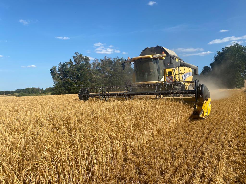 BordeOlivier's tweet image. #moisson2023
Orge hybride SYBankook en cours de moisson à Janze
95 q/ha avec pic à 120 q et 66,5 en PS