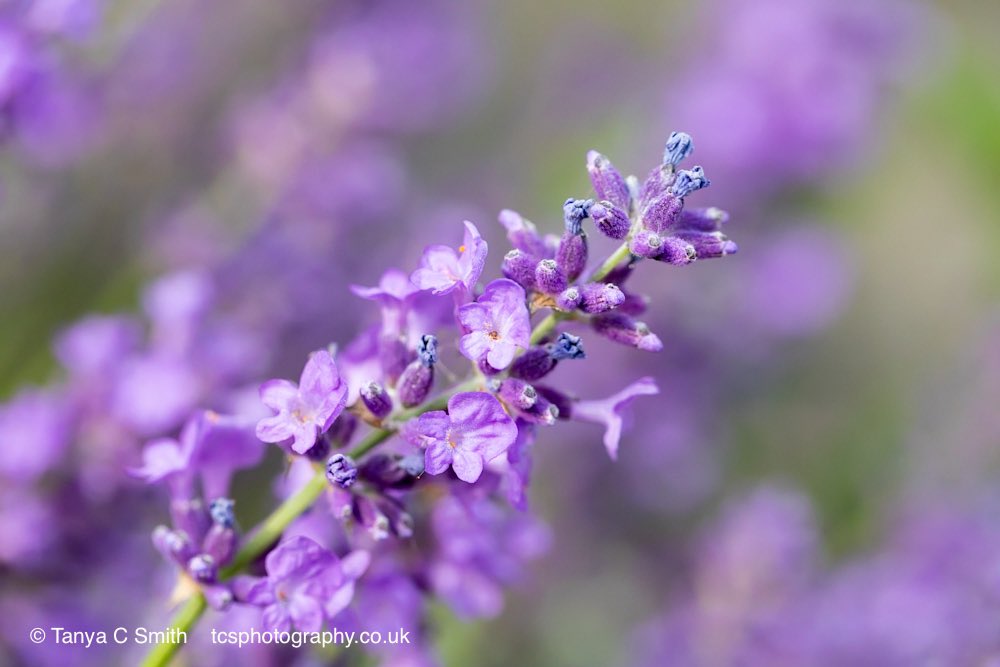 Lavender Flowers #wallart and more HERE: 5-tanya-smith.pixels.com/featured/laven… #lavender #flowers #ThePhotoHour #PhotographyIsArt #photographylovers #summer #SummerVibes #BuyIntoArt #AYearForArt #giftideas #homedecorideas #naturelovers