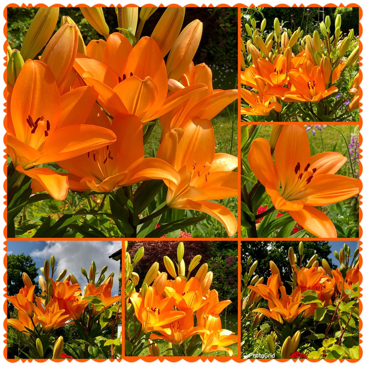 Hot lilies for a hot day 🧡🧡#SixOnSaturday #Lilies #OrangeCountyLily #FarmerGracy #Flowers #Sunny #Orange #MyGarden