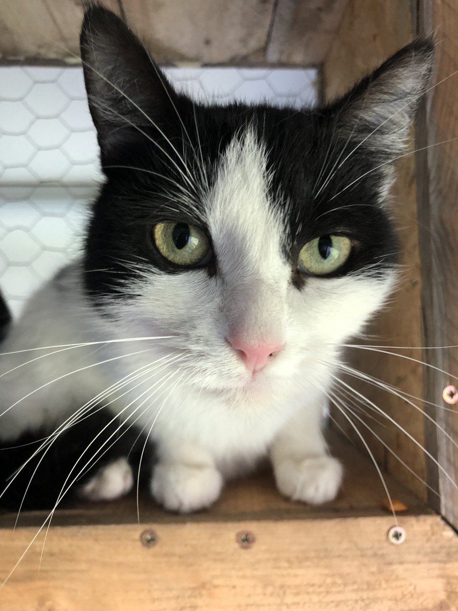 Katzenland_eV's tweet photo. Bitte helft uns dabei für unsere bezaubernden Miezekatzen ein neues Zuhause zu finden und teilt bitte bitte fleißig. Sie sind alle ganz liebe, verkuschelte Kätzchen und suchen Familienanschluss. Wir vermitteln sie jeweils zu zweit in einer Kombination eurer Wahl! https://t.co/WhcFiFySXe