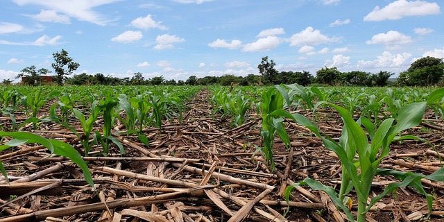 Revolutionizing cultivation: Conservation agriculture embraces sustainable practices, protecting ecosystems while boosting yields. Let's cultivate a greener future together! #ConservationAg #HarvestingSustainability