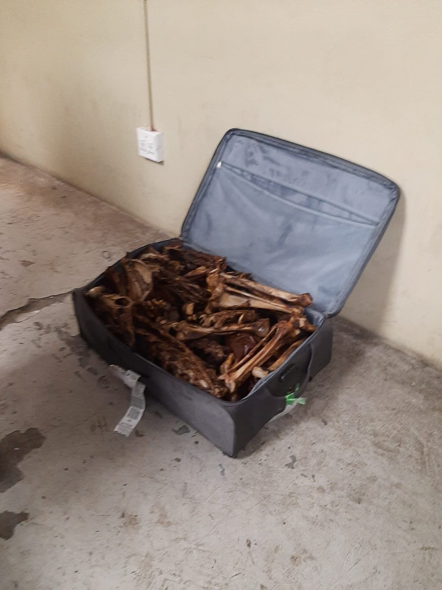 #SouthAfrica 43 year-old man bust at OR Tambo International Airport while trafficking #lionbones! The bones of 5 #lion carcasses were retrieved from his luggage😡😡  Time to #CancelCaptivity & close down the cruel captive #lion industry #BredForTheBullet
saps.gov.za/newsroom/msspe…