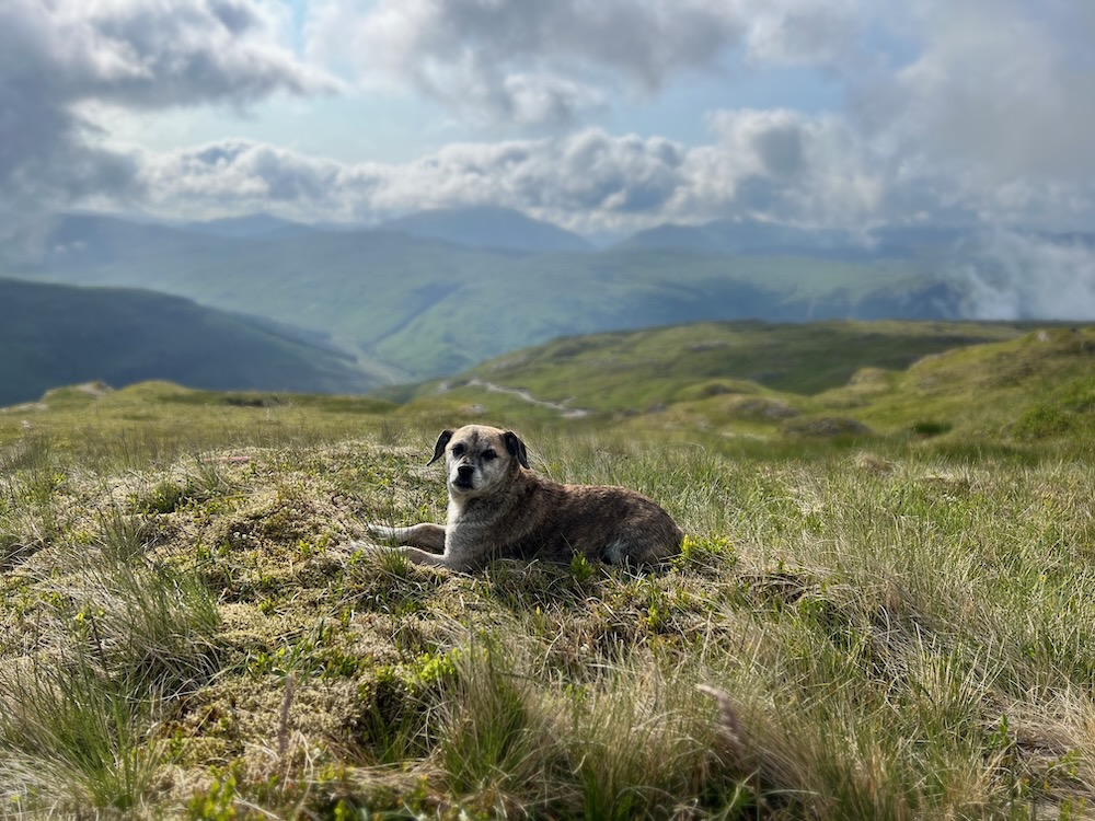 Pooch in his element. Sun bathing while we pack up camp! 
#scotland #scotlanddog #munrobagging #mountains #wildcamping