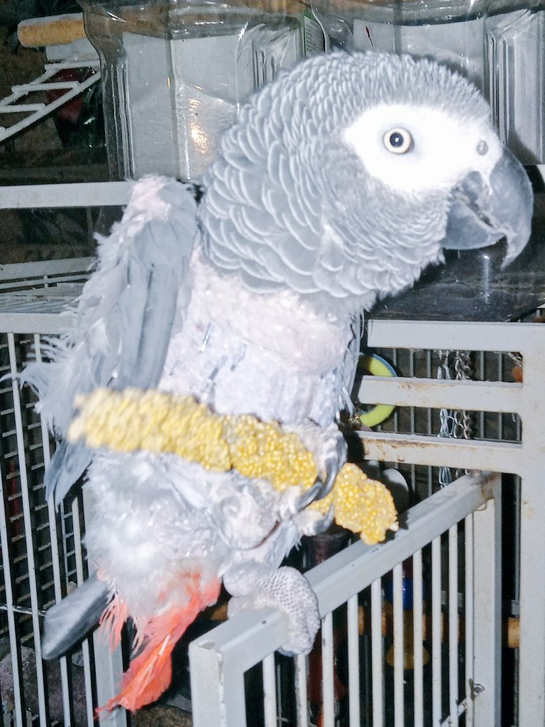 pearlsofphoenix's tweet photo. Conway had a great night it's so healthy for him to spend quality time with his mommy &amp; get attention since Phoenix always has my complete attention constantly &amp; my Phoenix got jealous, lol she was actually asleep until she seen me &amp; Conway together. 🥰🦜🩷🌷 https://t.co/Qd0byhWrtb