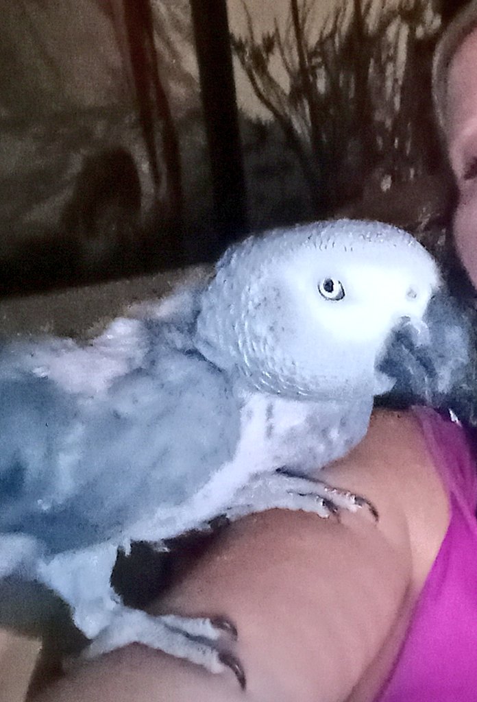 pearlsofphoenix's tweet photo. Conway had a great night it's so healthy for him to spend quality time with his mommy &amp; get attention since Phoenix always has my complete attention constantly &amp; my Phoenix got jealous, lol she was actually asleep until she seen me &amp; Conway together. 🥰🦜🩷🌷 https://t.co/Qd0byhWrtb