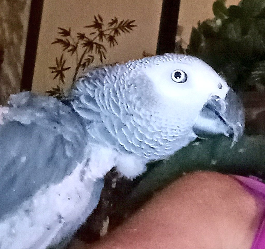 pearlsofphoenix's tweet photo. Conway had a great night it's so healthy for him to spend quality time with his mommy &amp; get attention since Phoenix always has my complete attention constantly &amp; my Phoenix got jealous, lol she was actually asleep until she seen me &amp; Conway together. 🥰🦜🩷🌷 https://t.co/Qd0byhWrtb