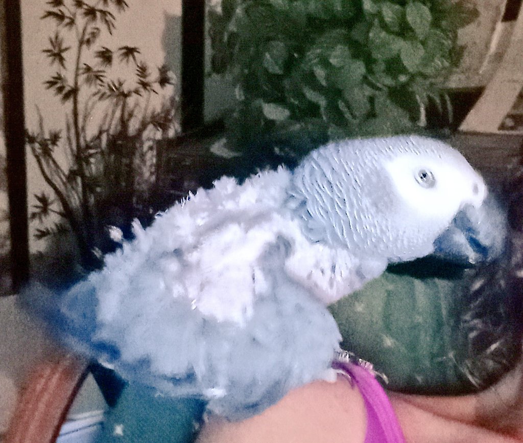 Conway had a great night it's so healthy for him to spend quality time with his mommy &amp; get attention since Phoenix always has my complete attention constantly &amp; my Phoenix got jealous, lol she was actually asleep until she seen me &amp; Conway together. 🥰🦜🩷🌷