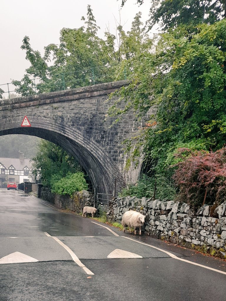 Brutal weather for last night's twilight #Scott <a href="/SnowdonRace/">Snowdon Race</a>. Even the sheep stayed off the mountain! Fantastic event despite the gale, diolch <a href="/CREADCyf/">Stephen Edwards</a> a'r marshals #loveLlanberis