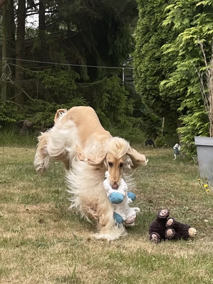 Hello, it’s me, Legolas!! Can I get your help to share my post, so that more people can come and follow me? I need more friends!! Thank you!! ❤️ #legolastheafghanhound #afghanhound #dog #doglovers #DogsOnTwitter #dogsoftwitter #dogtwitter #BestFriend