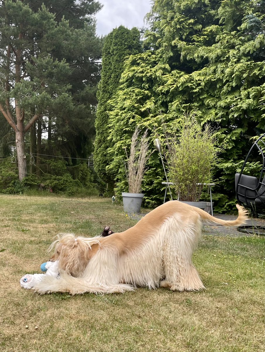 Do you want to come and play?? ❤️ #legolastheafghanhound #DogsOnTwitter #dogsoftwitter #dogtwitter #dog #ZSHQ @ZombieSquadHQ