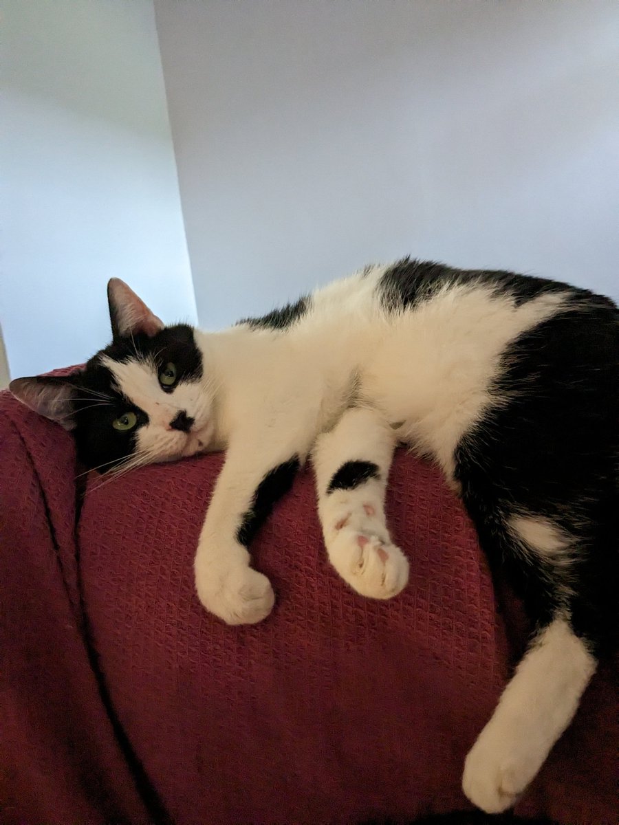 Angel Chester_T_Kitty 🌈 tweet media