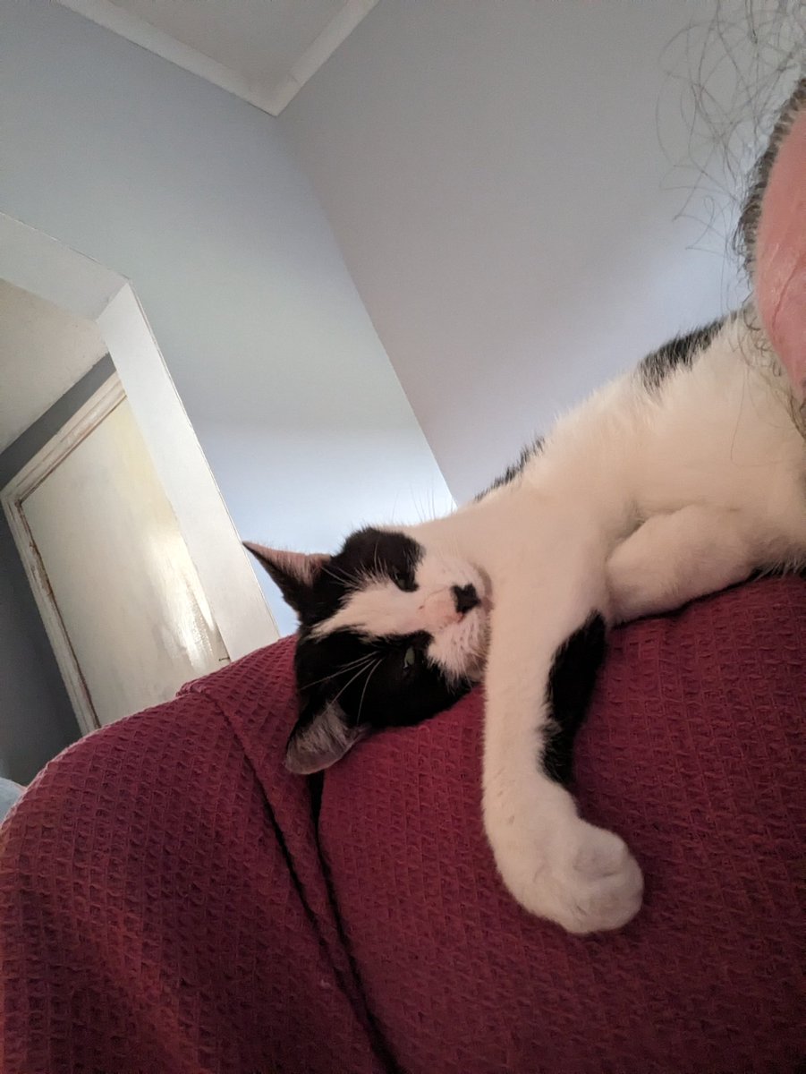 Angel Chester_T_Kitty 🌈 tweet media