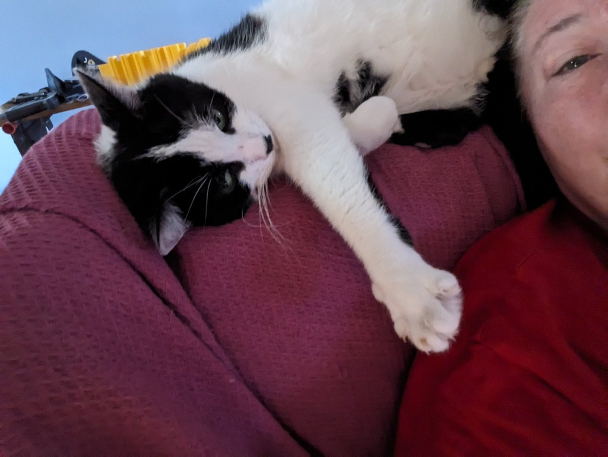 Angel Chester_T_Kitty 🌈 tweet media