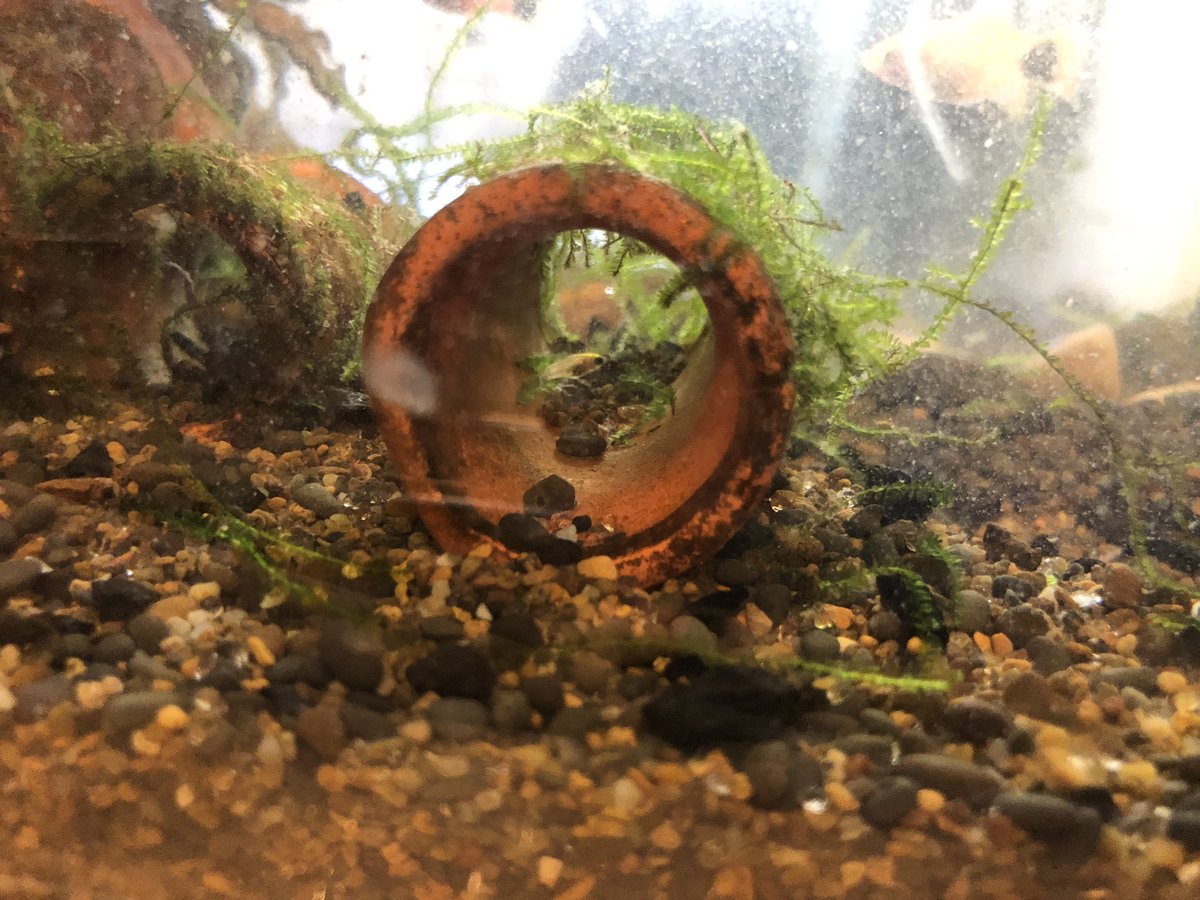 水槽のお掃除と水換えしてたら
小さな土管の真ん中に🐟
いた〜〜〜！
食べられずに隠れて育ってました