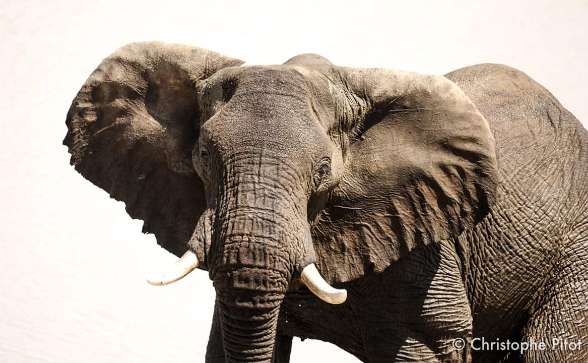 ♥️Every day is my 
🐘 #WorldElephantDay 
🐘 #2023YearOfTheElephant
🖤 #VOORTREKKER
🐘 #ElephantTwitter
🌍 #LetAfricaLive 🐘

📸 © Christopher Pitot