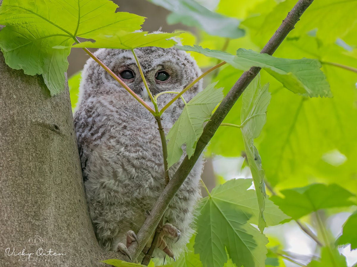 Tawny Owlet hiding

#wildlife #TwitterNatureCommunity #nikonphotography #birdsoftwitter #jessopsmoment #bbccountryfilemagpotd #photooftheday #BBCWildlifePOTD @BBCSpringwatch @ThePhotoHour #owlet #tawnyowl

vickyoutenphotography.com