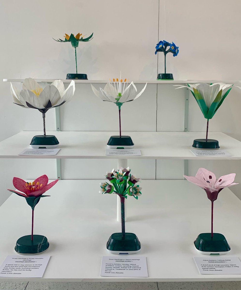 ‘Devotions to the Goddess Flora’ opens today <a href="/GalleryOldham/">GalleryOldham</a> 
I’ll be giving a tour of the show at 2pm, everyone welcome, it’s free &amp; no need to book. Please join us for wine, nibbles and a look what I have been creating!
#artexhibition #plasticflowers #floralsculpture #recycle