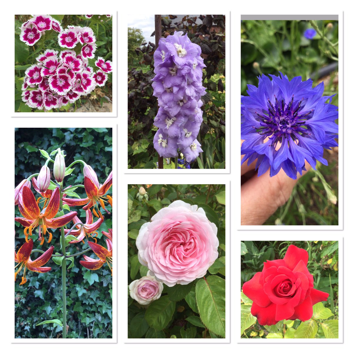 In the garden today #gardening #GardeningTwitter #GardenersWorld #sixonsaturday