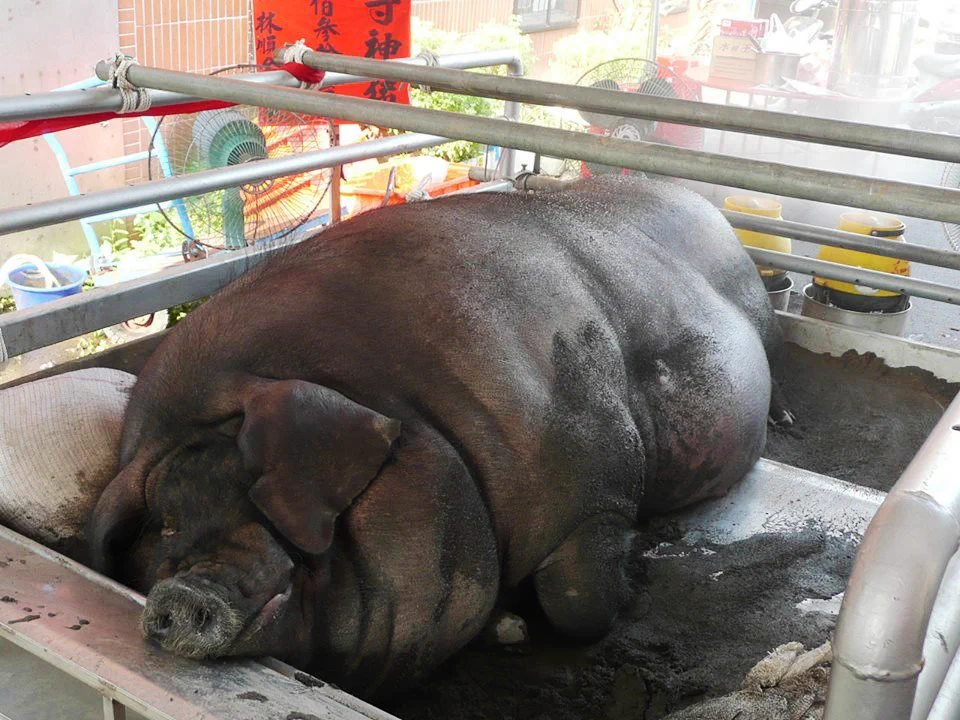 @pesopesojamp 多分こういうのがインパクト強すぎて印象に残ってるかなってU0001fae0
画像は台湾の「賽神豬」（中国語で豬はイノシシではなく豚です） 