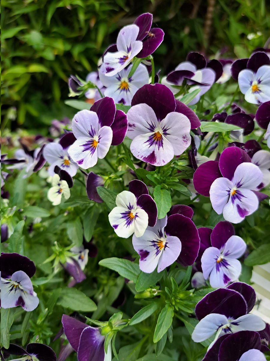 Viola Micky still flowering like crazy. #FlowerPower #mygarden #GardeningTwitter #gardening #flowerphotography #garden