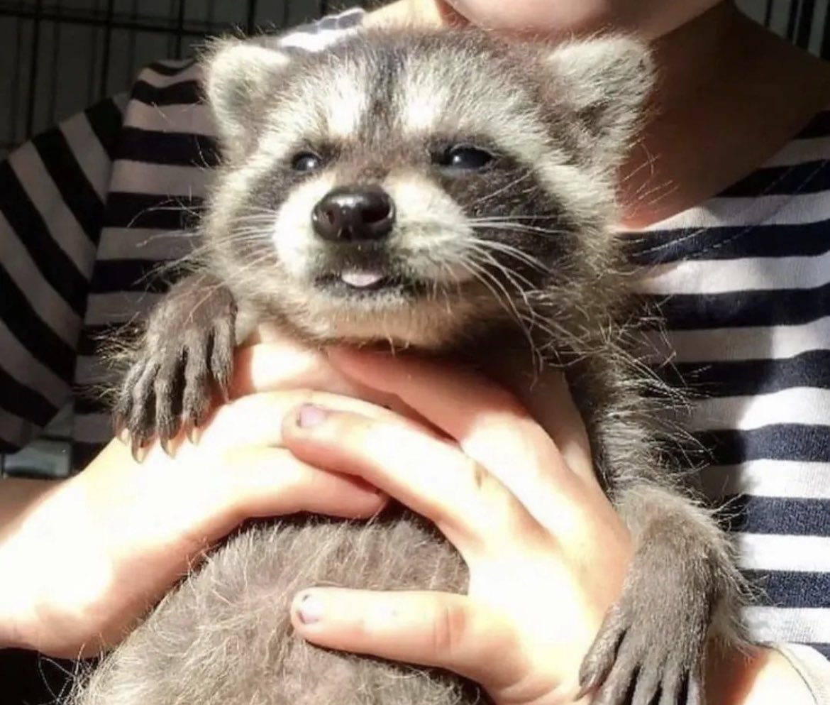 JoshuneStreams's tweet image. Buenassss madrugadas, sale nocturnstream ? Los veo por acá 🫶🏻

💜 twitch.tv/joshune 💜

#stream #TwitchAffilate