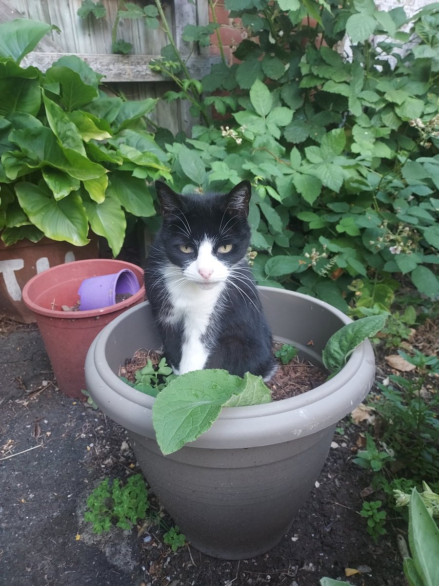 Ooh it's #Caturday. This is one I grew earlier. 😆

#CatsOfTwitter #growacat #gardeningmiracles #GardenersWorld #loveyourgarden