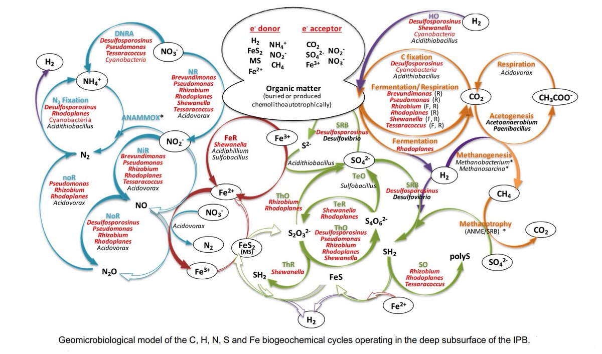 Identificadas complejas comunidades microbianas a 700 m de profundidad en la cuenca del Rio Tinto con nuevas actividades (oxidación anaeróbica del amonio y del metano) y genes implicados en los ciclos biogeoquímicos de C, H, N, S y Fe. Entrevistamos a Ricardo Amils y <a href="/brionesci/">Carlos Briones</a>