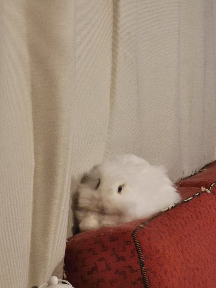 Azixel's tweet photo. @LeagueOfLegends My bunny thinks she's a poro. https://t.co/lEEsFggfRa