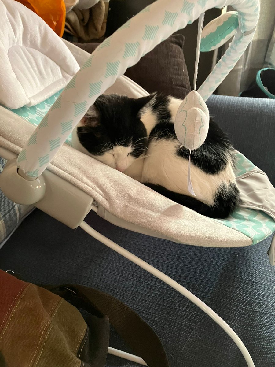 It's #Caturday and it's been a while (I had a baby 🍼) 
So here is Freya sat in Freyja's bouncer . We didn't name her after that cat, don't worry 😂😂😂

#beenawhile #hadababy #CatsOfTwitter #catsofinstagram #CatsLover #CatsAreFamily #cats #blackandwhitecat #sleepingcat #cats