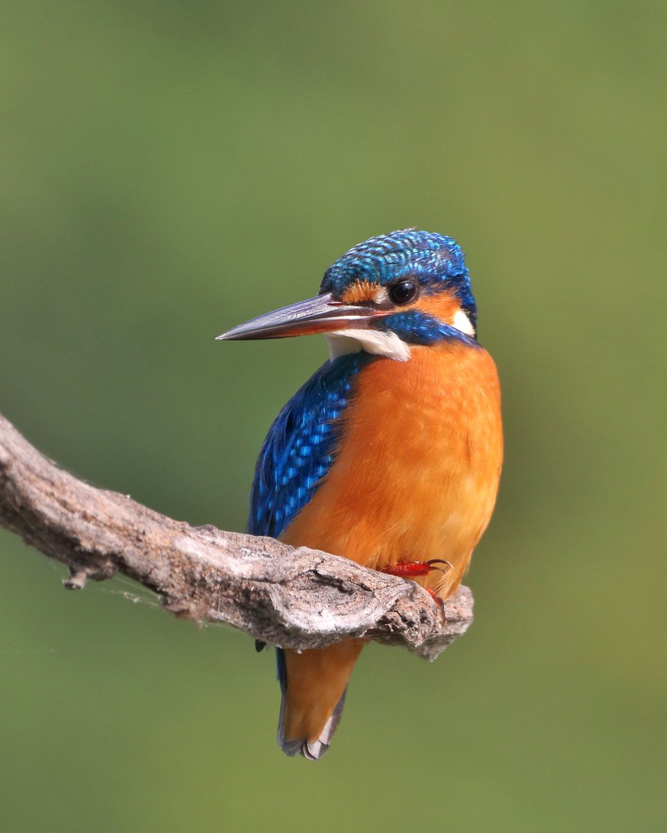 Common Kingfisher 
Bharatpur 
#VIBGYORinNature 
#IndiAves 
#birds
#birdphotography 
#IncredibleIndia 
#NatureBeauty 
#wildlifephotography 
#canonphotography