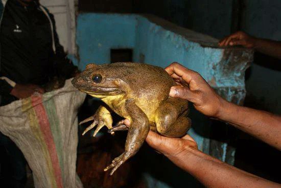 FROG FACTS 🐸

THE BIGGEST FROG IN THE WORLD IS THE GOLIATH FROG. IT LIVES IN WEST AFRICA AND CAN MEASURE MORE THAN A FOOT IN LENGTH AND WEIGH MORE THAN 7 POUNDS – AS MUCH AS A NEWBORN BABY.

#PEPE #XRP #XRPL #NFT #XRPNFT