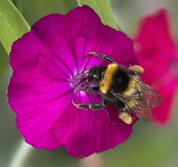 Just captured this photo at the stunning <a href="/nationaltrust/">National Trust</a> Mottistone Gardens in the Isle of Wight <a href="/VisitIOW/">Visit Isle Of Wight</a> 🐝