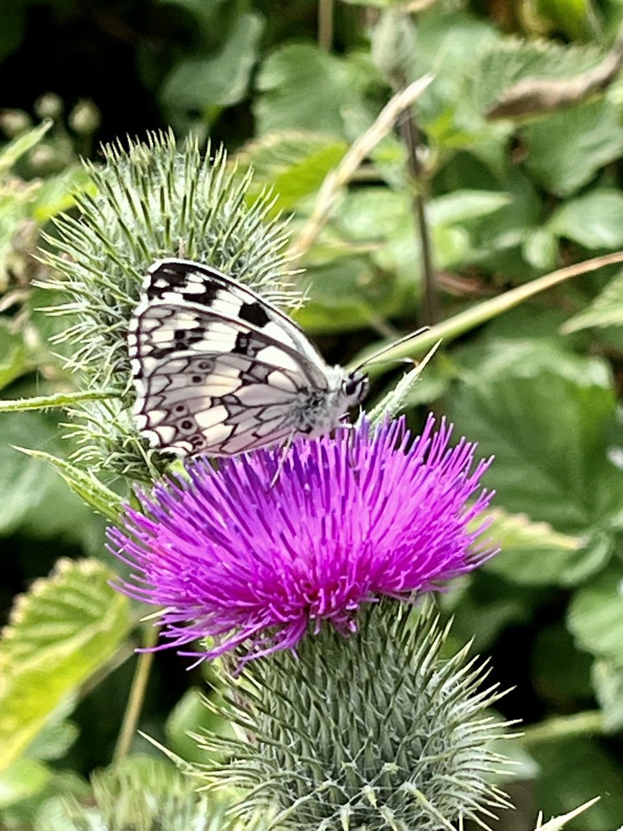 Cindy (Spence) Vallance (she/her) tweet media