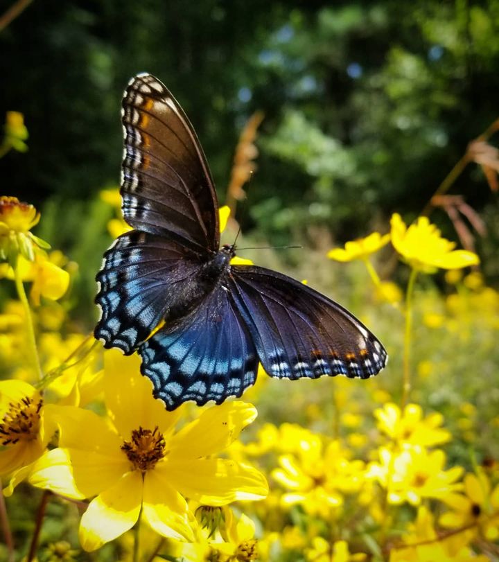 WakeGovParks's tweet photo. This Red-spotted Purple, common to the area, was seen along the #AmericanTobaccoTrail. The caterpillars of this butterfly look like bird droppings, while the adult mimics the Pipevine Swallowtail, a species distasteful to birds. 📸: Tony D'Amico. #NationalPollinatorsWeek https://t.co/kDAoggkqLO