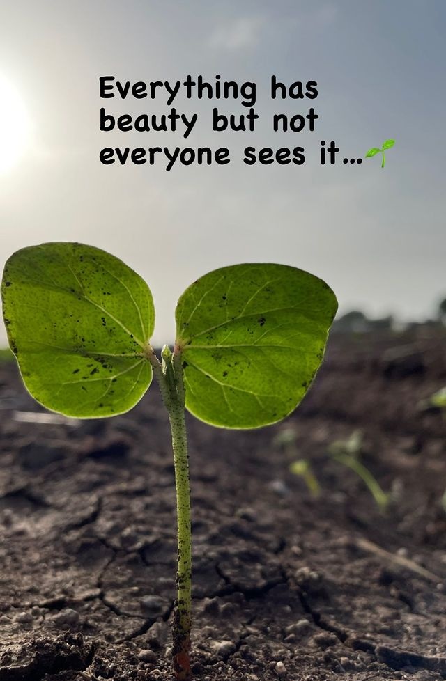 ahirparas01's tweet photo. everything has
beauty but not
everyone sees it❤️
#NaturePhotography #nature #village #desi #gamdu #naturelovers #farmers #farming #Gujarat
.
.GAMDU ETO GAMDU😍 https://t.co/H1cOVXB153