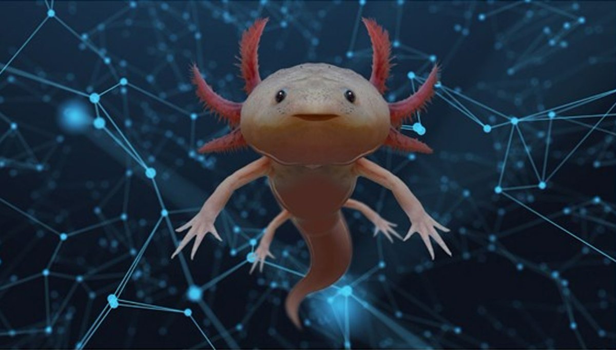Loughborough University Research and Innovation (@lboroimpact) on Twitter photo Did you know that axolotls can provide fascinating insights into regeneration and repair?
Join us at <a href="/royalsociety/">The Royal Society</a> #SummerScience, 4-9 July, to discover how these cute creatures are inspiring pioneering #LboroResearch to revolutionise rehabilitation: bit.ly/rsssrehab Did you know that axolotls can provide fascinating insights into regeneration and repair?
Join us at <a href="/royalsociety/">The Royal Society</a> #SummerScience, 4-9 July, to discover how these cute creatures are inspiring pioneering #LboroResearch to revolutionise rehabilitation: bit.ly/rsssrehab