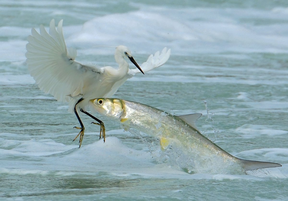 Little Egret (白鹭,Egretta garzetta) almost collides with big fish, in Fujian province.
It inhabits a wide variety of wetlands -- lakes, rivers, marshes -- almost anywhere with small fish. 
credit 如何

#China #nature #Peace  
#wildlife #photography
#birds #BirdsSeenIn2023