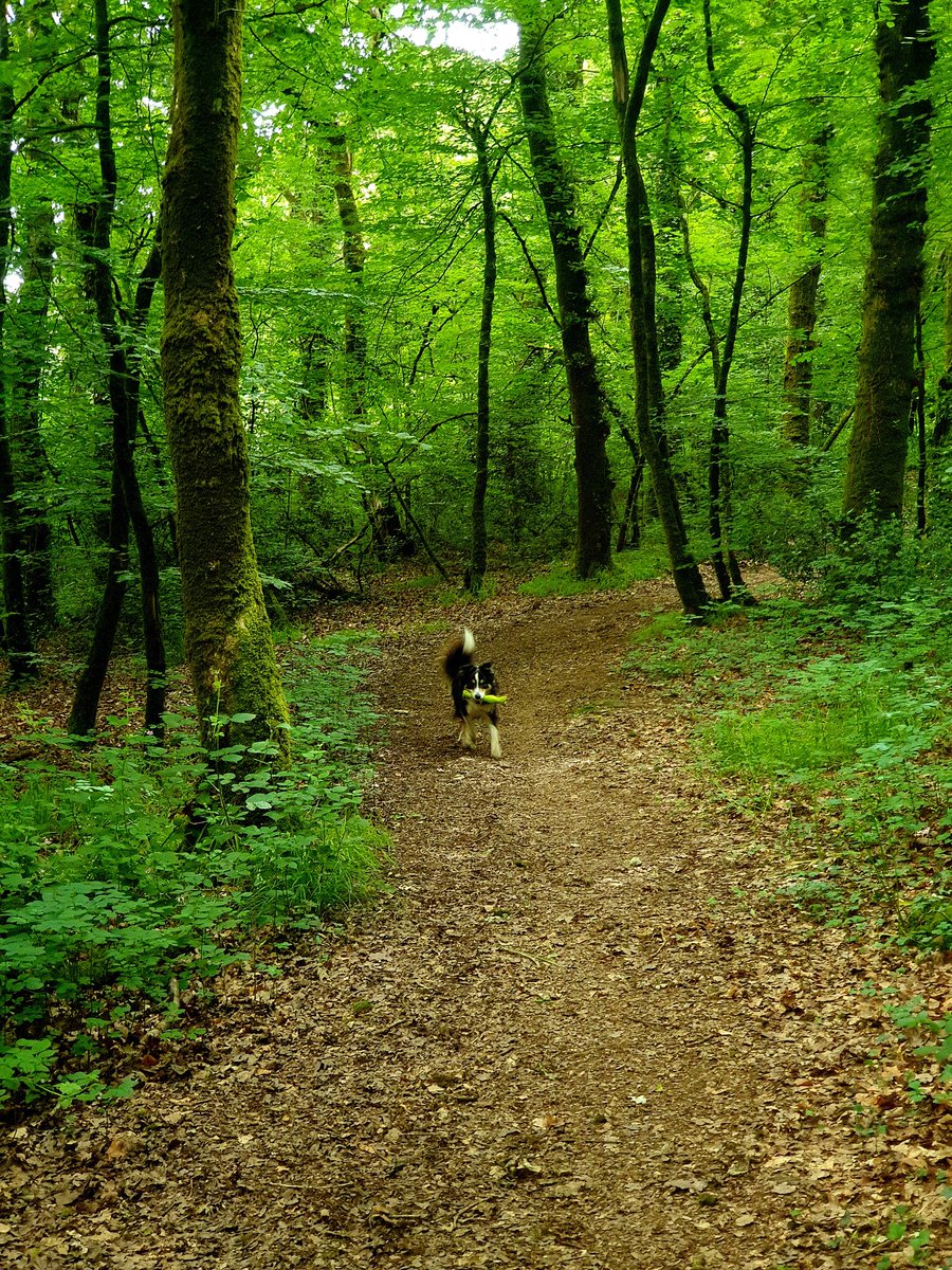 hjgough's tweet photo. Lovely walk through deepest darkest Devon. Only 1 thing to do now while waiting for the bus...#timeforapint #DogsUsingSlowWays #SlowWays #Waycheck https://t.co/1zTpPfRgom