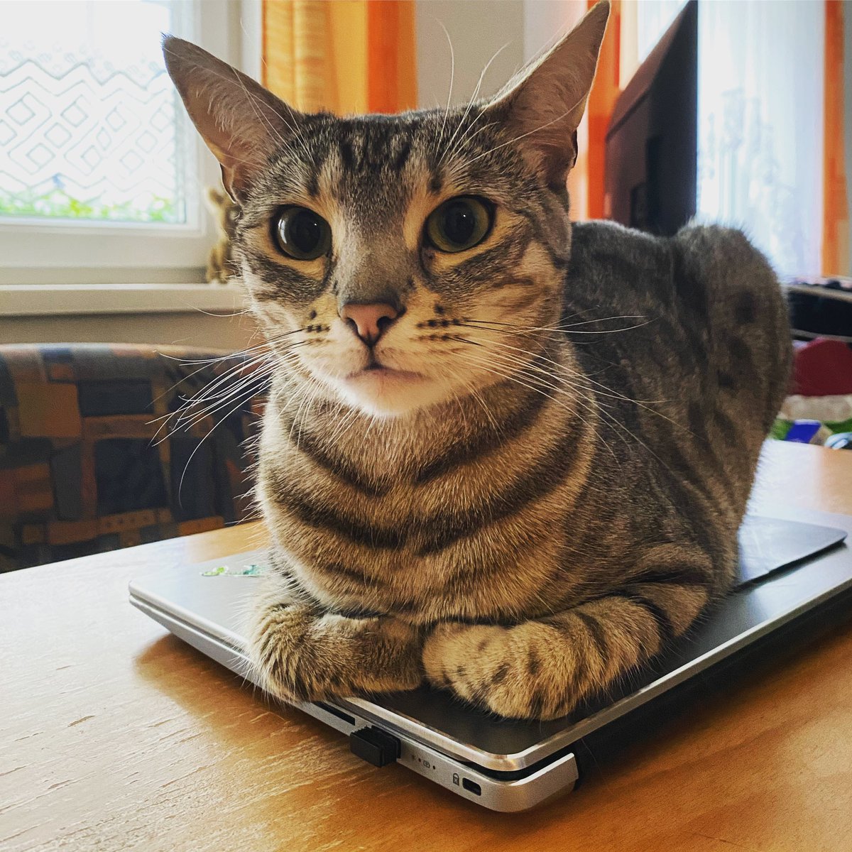 Allyda96's tweet photo. Wie man seinen #Laptop vor unerlaubten Zugriffen schützen kann! 😉
#Raubkatze spielt Wachhund 😝😸

#caturday #catoftheday #catphoto #catpic #catpicture #bengalcat #meow #cat #CatsOfTwitter #CatsOnTwitter https://t.co/sgCcXwQm3Z