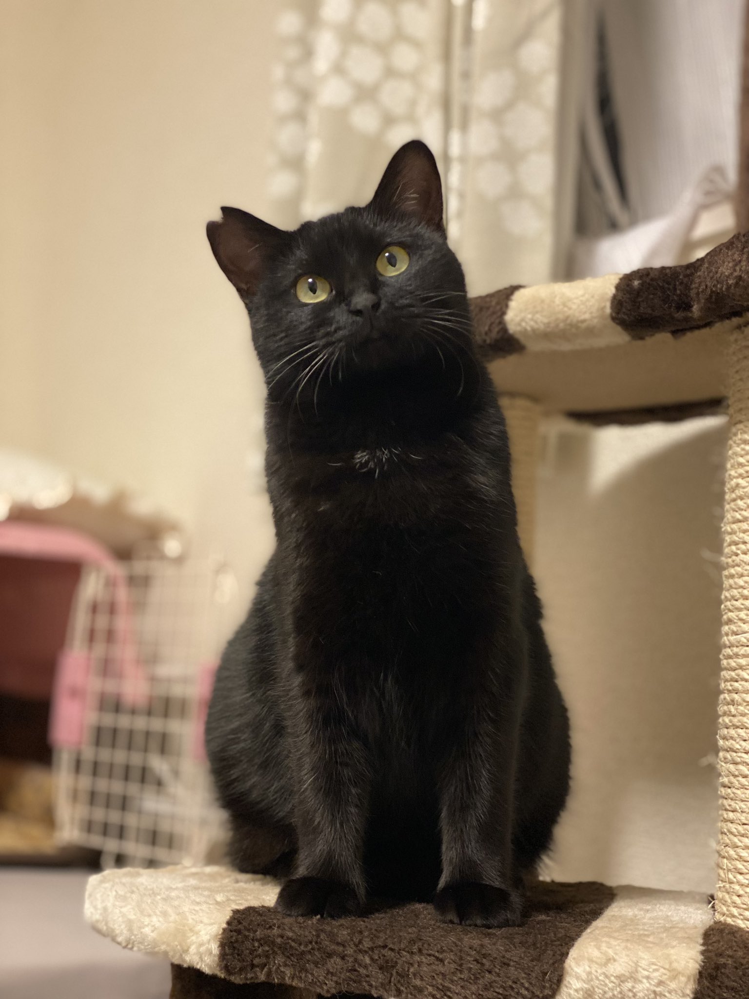 No.1477 ジャンピング猫 てるてる坊主 カタツムリ greyfree.com