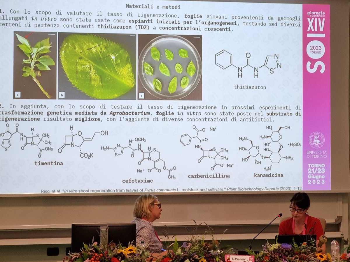 Bruno Mezzetti tweet media