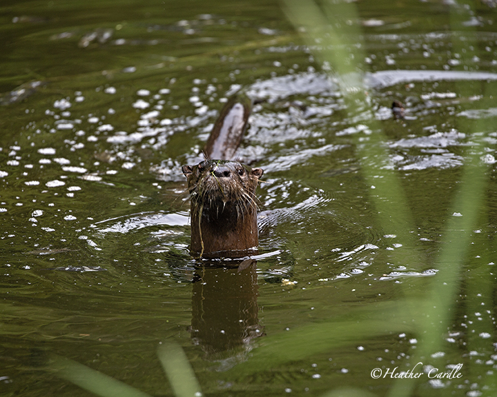 heathercards's tweet photo. Cheeky Otter!
#ChickPicotheDay!
Day 4,224
Mr. Whiskers with the longest tail I have ever seen! I haven't seen him in our pond lately and to be honest, I'm glad he's SUCH a slob.
#Otter #Whiskers #Saucy #HeatherCardlePhotographer #HastingsCounty #Tweedness https://t.co/2pZNziH6x7