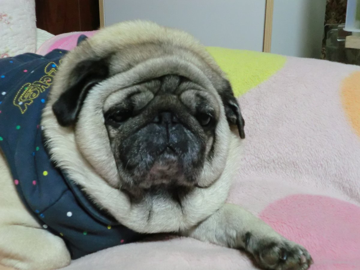 #これ見た人はかわいいほっぺを貼る 
今は天使になった実家のパグ牡丹ちゃんのほっぺ

お洋服の襟でね、エリマキ（パグにはある）といっしょにほっぺが圧縮されてね…たるほっぺの間に指を入れると第一関節が埋まります☺️ https://t.co/u0GYeimHhG