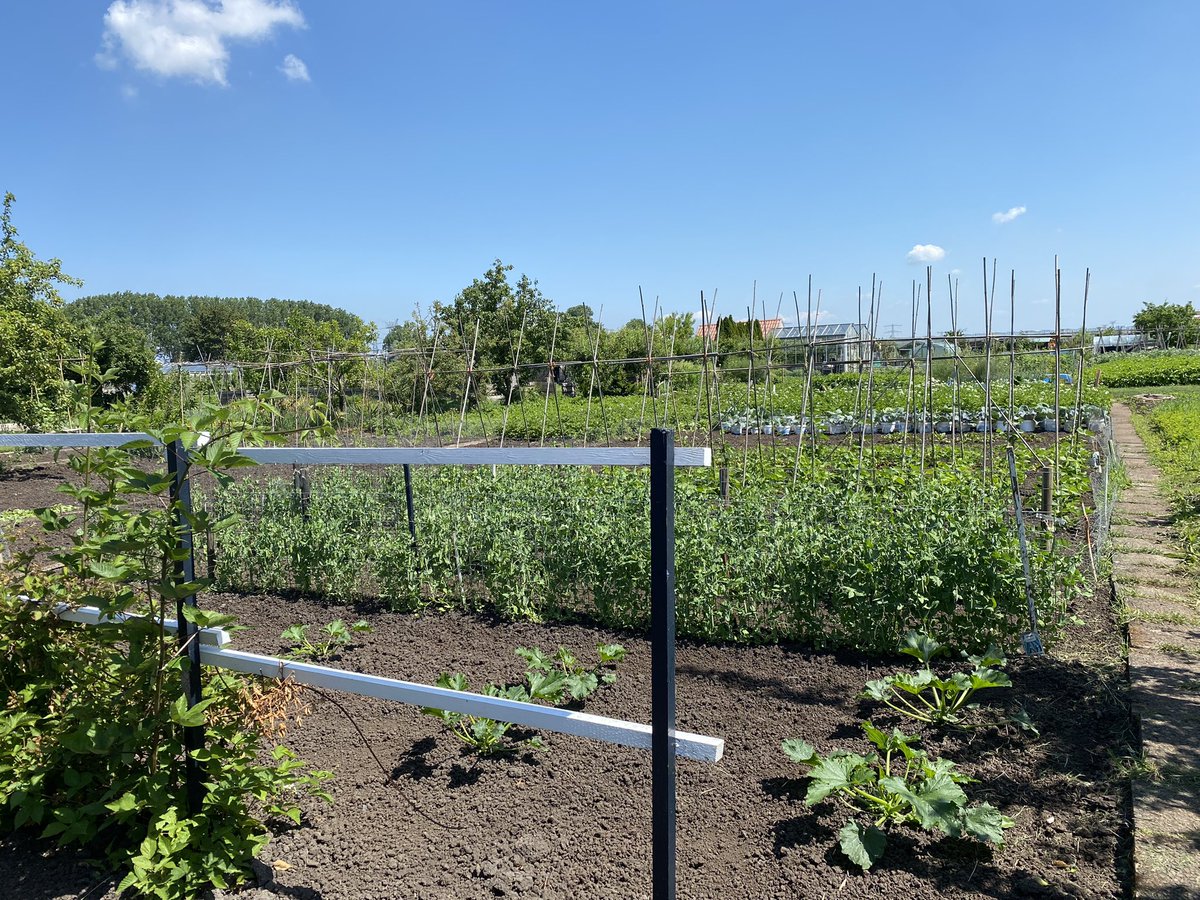 Gerrie867's tweet photo. Nadat ik de groentetuin weer schoon had, ben ik nog weer even gras aan het verwijderen geweest onder de bomen. Daarna gauw naar huis en heb ik een heerlijk prutje gemaakt van o.a. de #spitskool die ik uit de tuin had meegenomen😍 Verser en gezonder kan het niet😇#Onbespoten😍🙏 https://t.co/L4pQvTd2y0