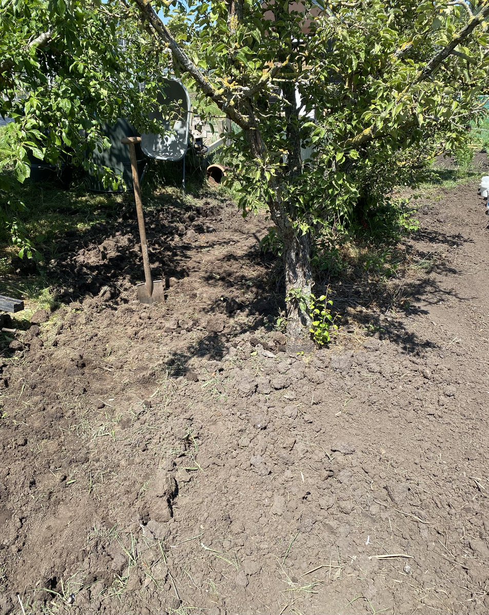 Gerrie867's tweet photo. Nadat ik de groentetuin weer schoon had, ben ik nog weer even gras aan het verwijderen geweest onder de bomen. Daarna gauw naar huis en heb ik een heerlijk prutje gemaakt van o.a. de #spitskool die ik uit de tuin had meegenomen😍 Verser en gezonder kan het niet😇#Onbespoten😍🙏 https://t.co/L4pQvTd2y0