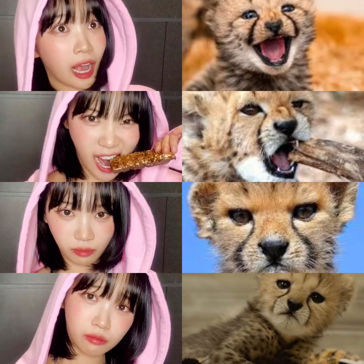 le sserafim pics on Twitter: "CHAEWON & BABY CHEETAH"