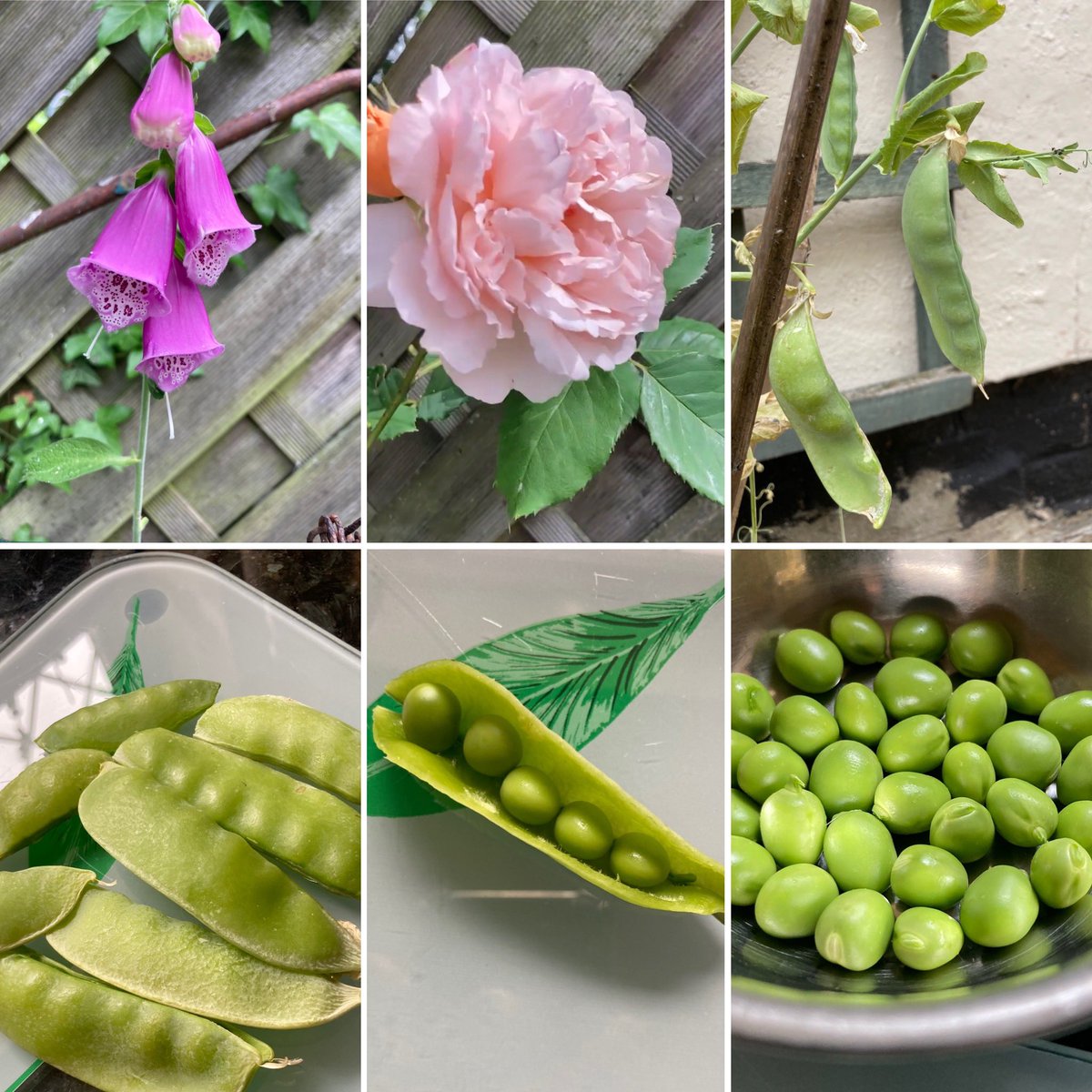Nice surprise when you arrive home from your holiday and find new blooms and your small pea crop to harvest. Have a great weekend! #SixOnSaturday #garden #flowers #roses #foxgloves #vegetables #peas #GardeningTwitter